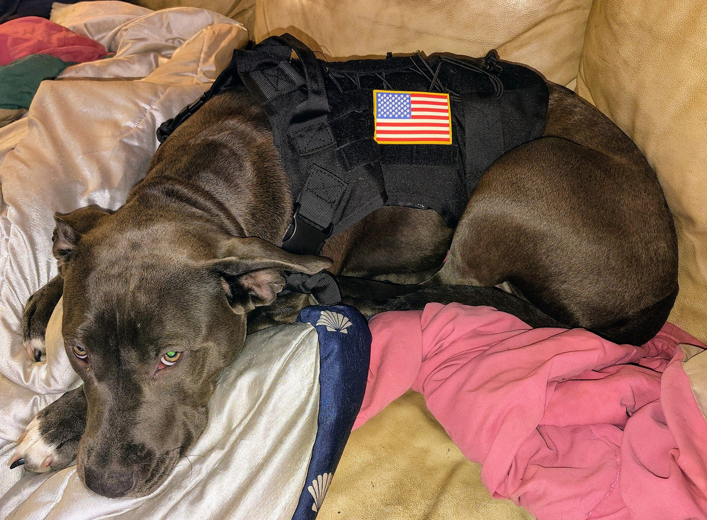 tactical dog harnesses/ k9 service dog